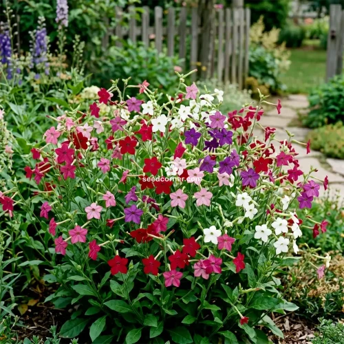Tobacco Flowering Nicotiana Alata Seeds