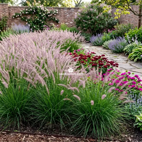 Fountain Grass Rose Pink Pennisetum Ruppelii Seeds Seeds 