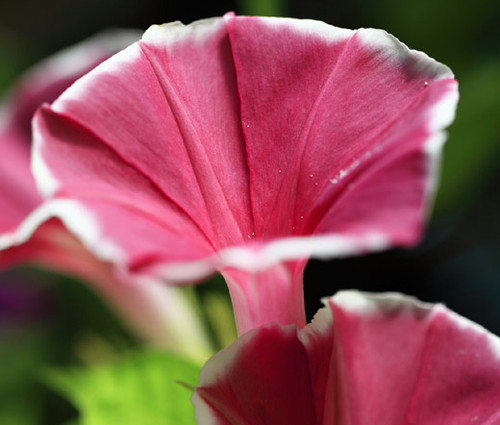 Morning Glory Japanese Red Picotee Ipomoea Nil Seeds