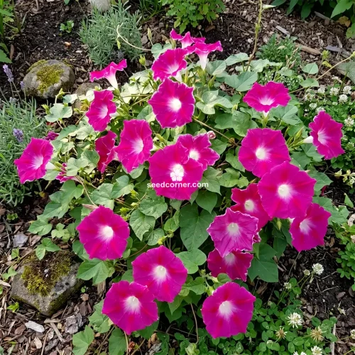 Morning Glory Japanese Red Picotee Ipomoea Nil Seeds