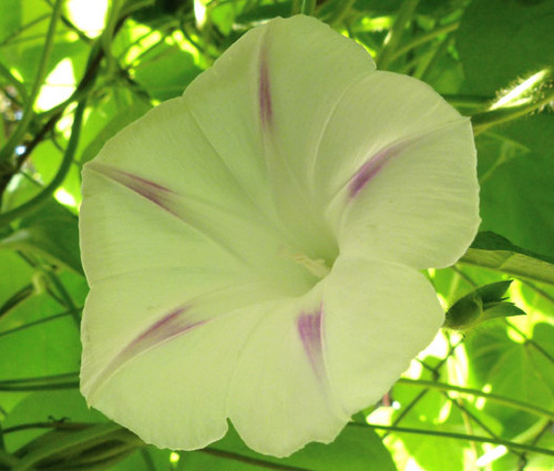 Morning Glory Shiva Ipomoea Purpurea Seeds