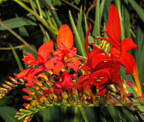 Crocosmia Zigzag Crocosmia Paniculata Hybrida Seeds