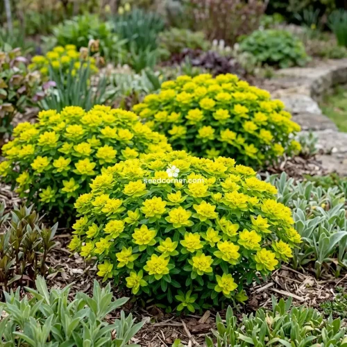 Cushion Spurge Euphorbia Polychroma Seeds