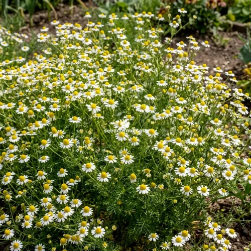 Chamomile German Matricaria Recutita Seeds