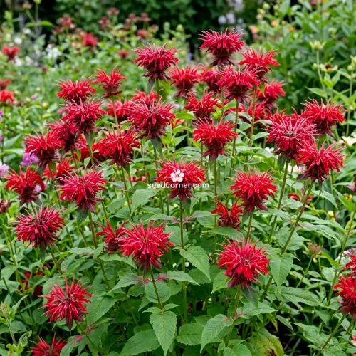 Bee Balm Scarlet Red Shades Monarda Didyma Seeds