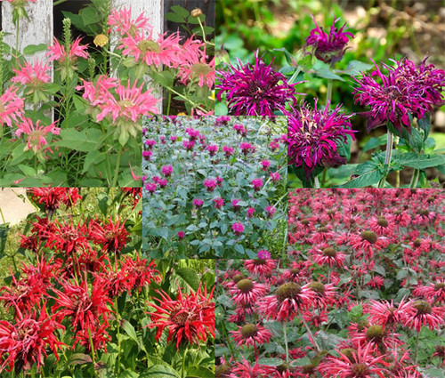 Bee Balm Panorama Mix Monarda Didyma Seeds