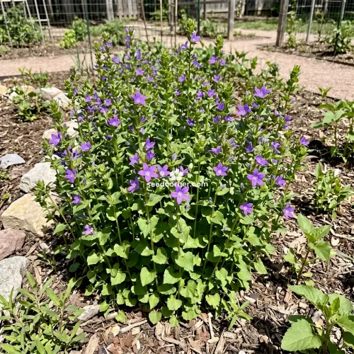 Venus' Looking Glass Large Blue Triodanis Perfoliata Seeds 2