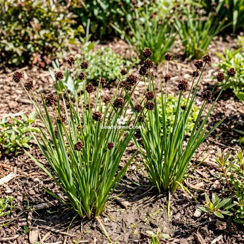 Rush Swordleaf Juncus Ensifolius Seeds