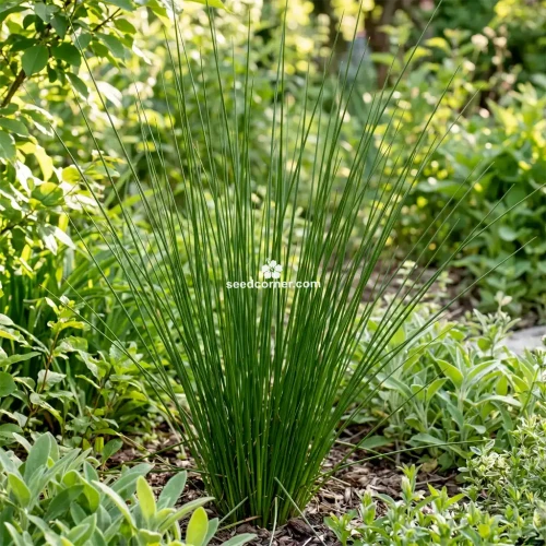 Rush Javelin Seeds Juncus Pallidus 
