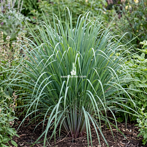Lemon Grass East Indian Cymbopogon Flexuosus Seeds