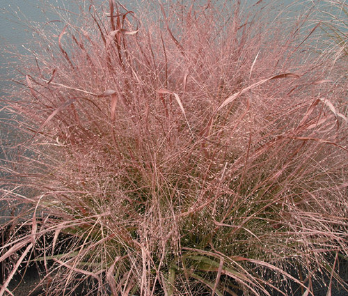 Love Grass Purple Eragrostis Spectabilis Seeds