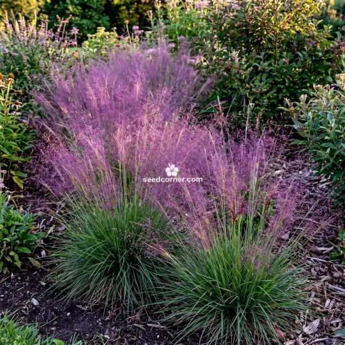 Love Grass Purple Eragrostis Spectabilis Seeds