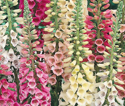 Foxglove Excelsior Mix Digitalis Purpurea Seeds