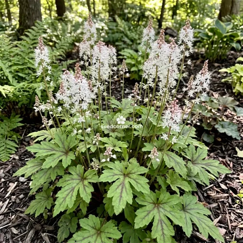 Foamflower Tiarella Wherryi Seeds