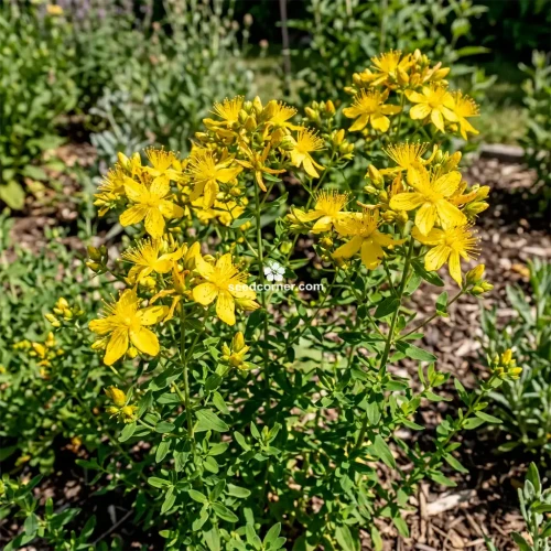 St. John's Wort Hypericum Perforatum Seeds