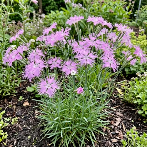 Pinks Fringed Dianthus Superbus Seeds