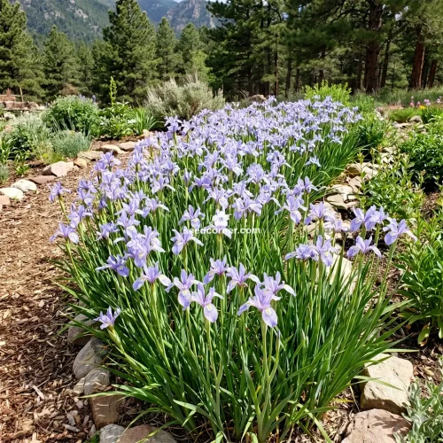 Iris Rocky Mountain Iris Missouriensis Seeds