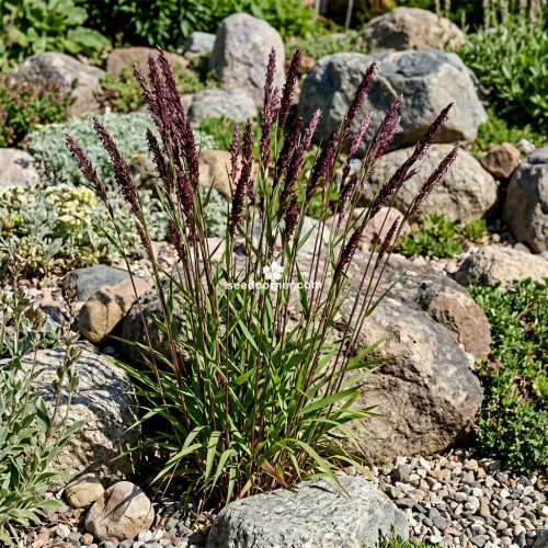 Melic Siberian Red Spire Melica Altissima Atropurpurea Seeds 