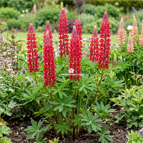 Lupine Russell Red Lupinus Polyphyllus Russell Seeds