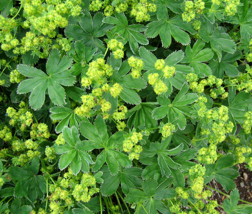 Lady's Mantle Silky Gold Strike Alchemilla Sericata Seeds