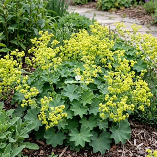 Lady's Mantle Silky Gold Strike Alchemilla Sericata Seeds