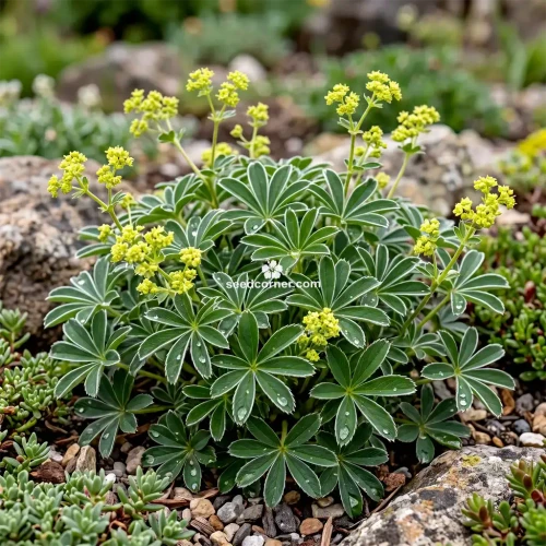 Lady's Mantle Alpine Alchemilla Alpina Seeds