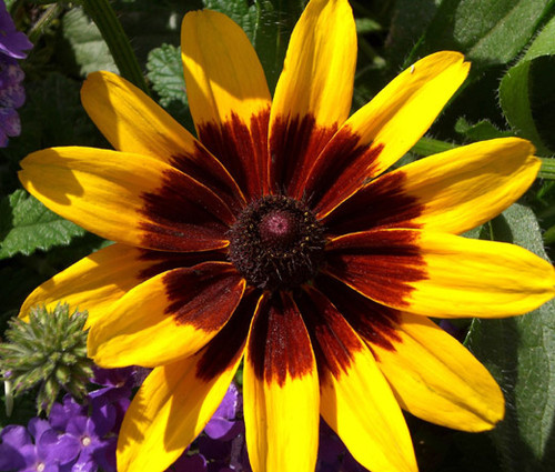 Daisy Gloriosa Sunset Rudbeckia Hirta Seeds