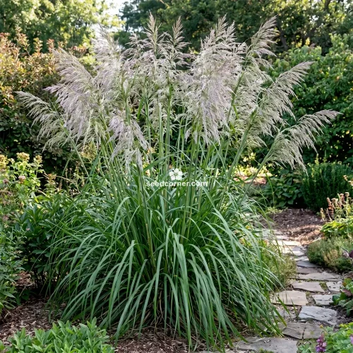Mauritania Vine Reed Rope Grass Ampelodesmos Mauritanicus Seeds