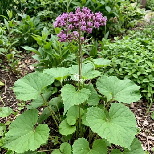 Plantain Alpine Adenostyles Alpina Seeds