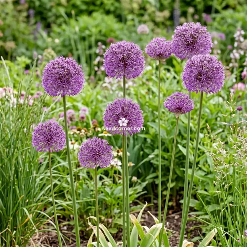 Ornamental Onion Allium Aflatunense Seeds