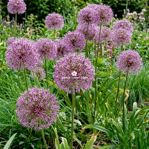 Ornamental Onion Star of Persia Allium Christophii Seeds