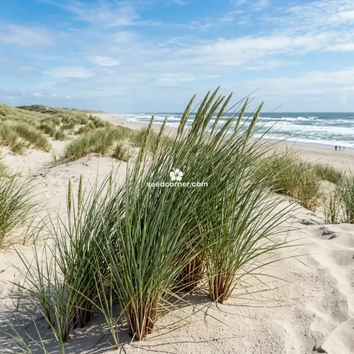 Beachgrass European  Ammophila Arenaria Seeds