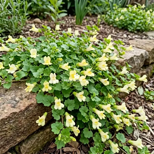 Snapdragon Creeping Asarina Procumbens Seeds 