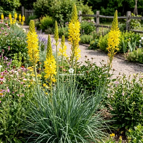 King's Spear Asphodeline Lutea Seeds 
