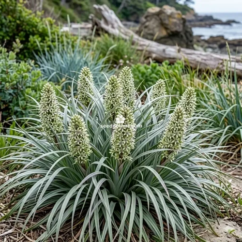 Astelia Shore Astelia Banksii Seeds 