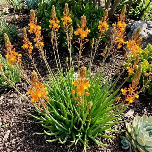 Bulbine Stalked Avera Sunset Orange Bulbine Frutescens Seeds