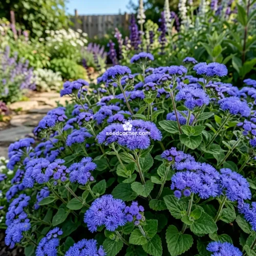 Ageratum Blue Ageratum Mexicanum Seeds
