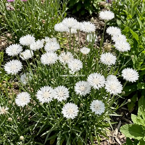 Cornflower White Dwarf Centaurea Cyanus Seeds
