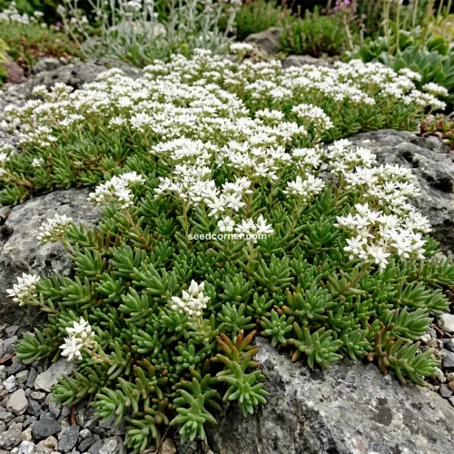 Sedum White Stonecrop Sedum Album Seeds
