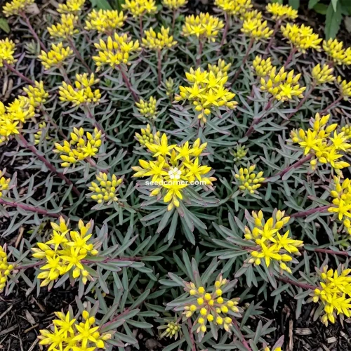 Sedum Striatus Stonecrop Phedimus Middendorfianus Striatum Seeds