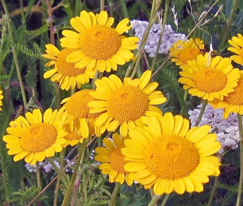 Marguerite Golden Anthemis Sancti-Johannis Seeds