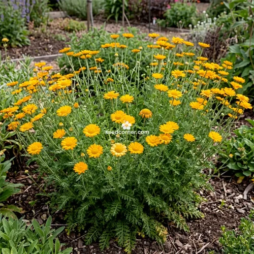 Marguerite Golden Anthemis Sancti-Johannis Seeds