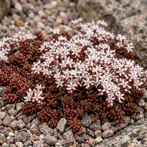 Sedum Lizard Stonecrop Seeds Sedum Rubens