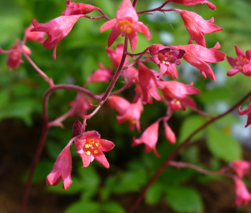 Heuchera Coral Bells Bressingham Hybrids Heuchera Sanguinea Seeds