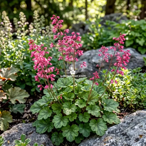 Heuchera Coral Bells Sandia Mountain Alumroot Heuchera Pulchella Seeds