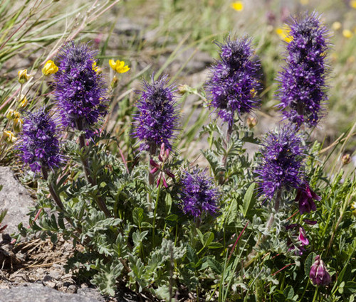 Phacelia Silky Phacelia Sericea Seeds