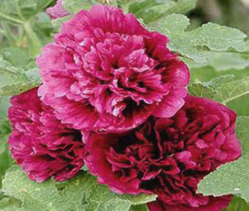 Hollyhock Queeny Purple Alcea Rosea Seeds