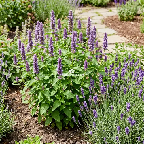 Hyssop Lavender Licorice Mint Agastache Foeniculum Seeds