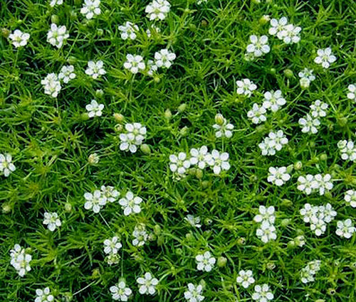 Irish Moss Pearlwort Sagina Subulata Seeds