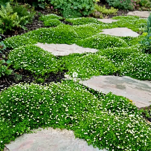 Irish Moss Pearlwort Sagina Subulata Seeds